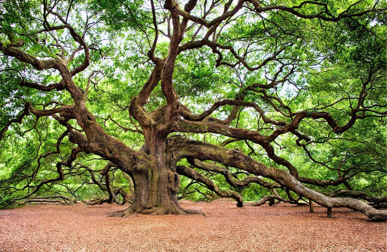 A large old oak tree in Charleston