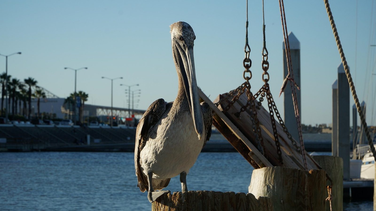 Pelican gliding past a boat on the water near Corpus Christi