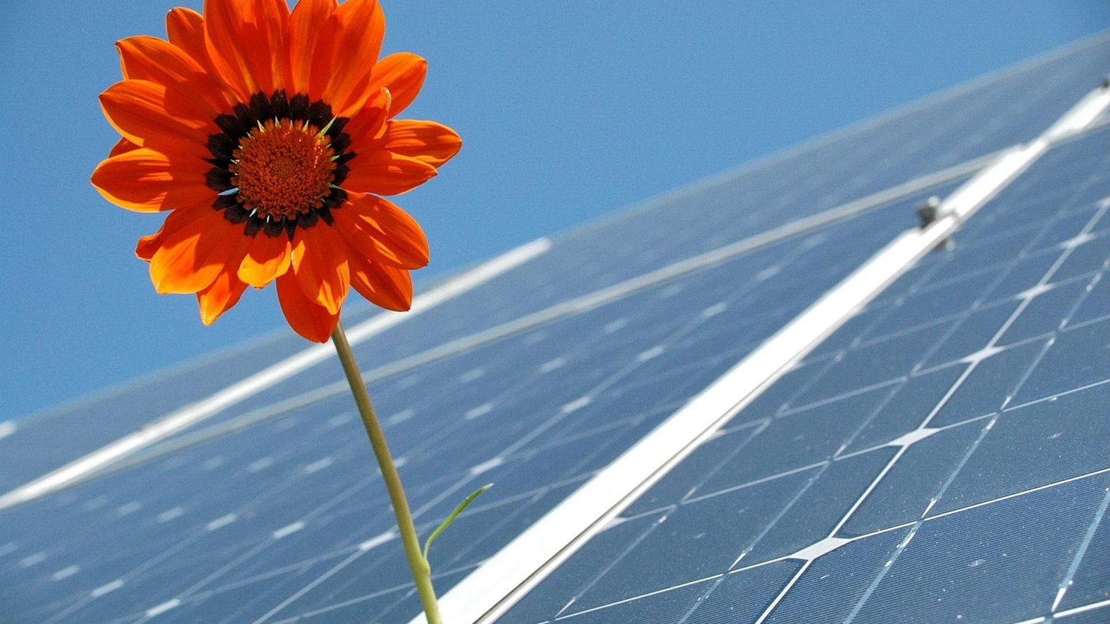 Solar panels with an orange flower in the foreground