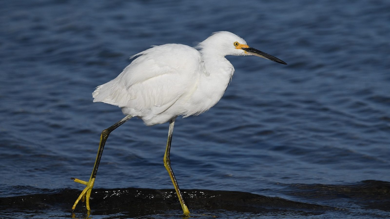 Snowy egret on the Santa Barbara shoreline